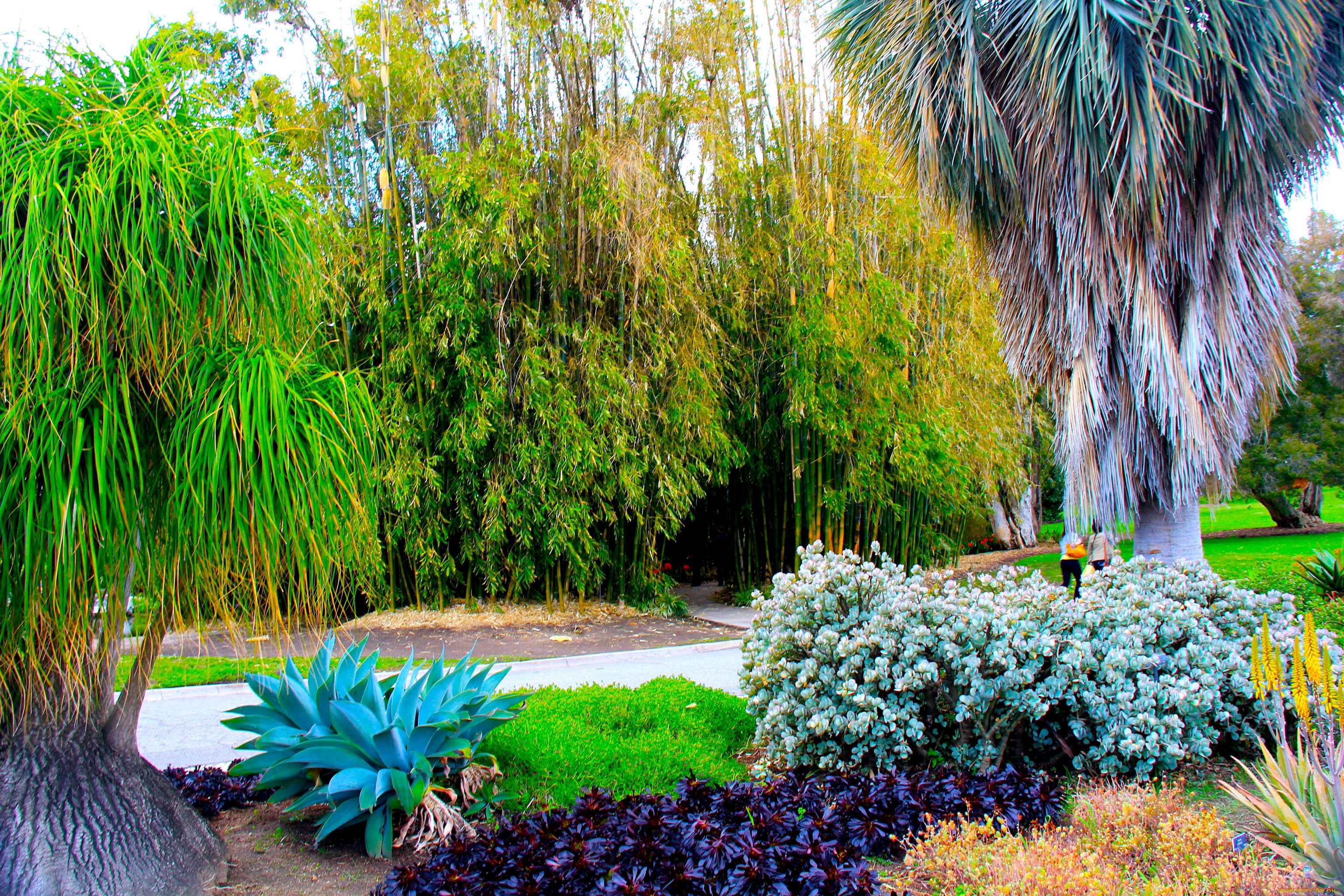 botanical, garden, san, marino, california, , , , 